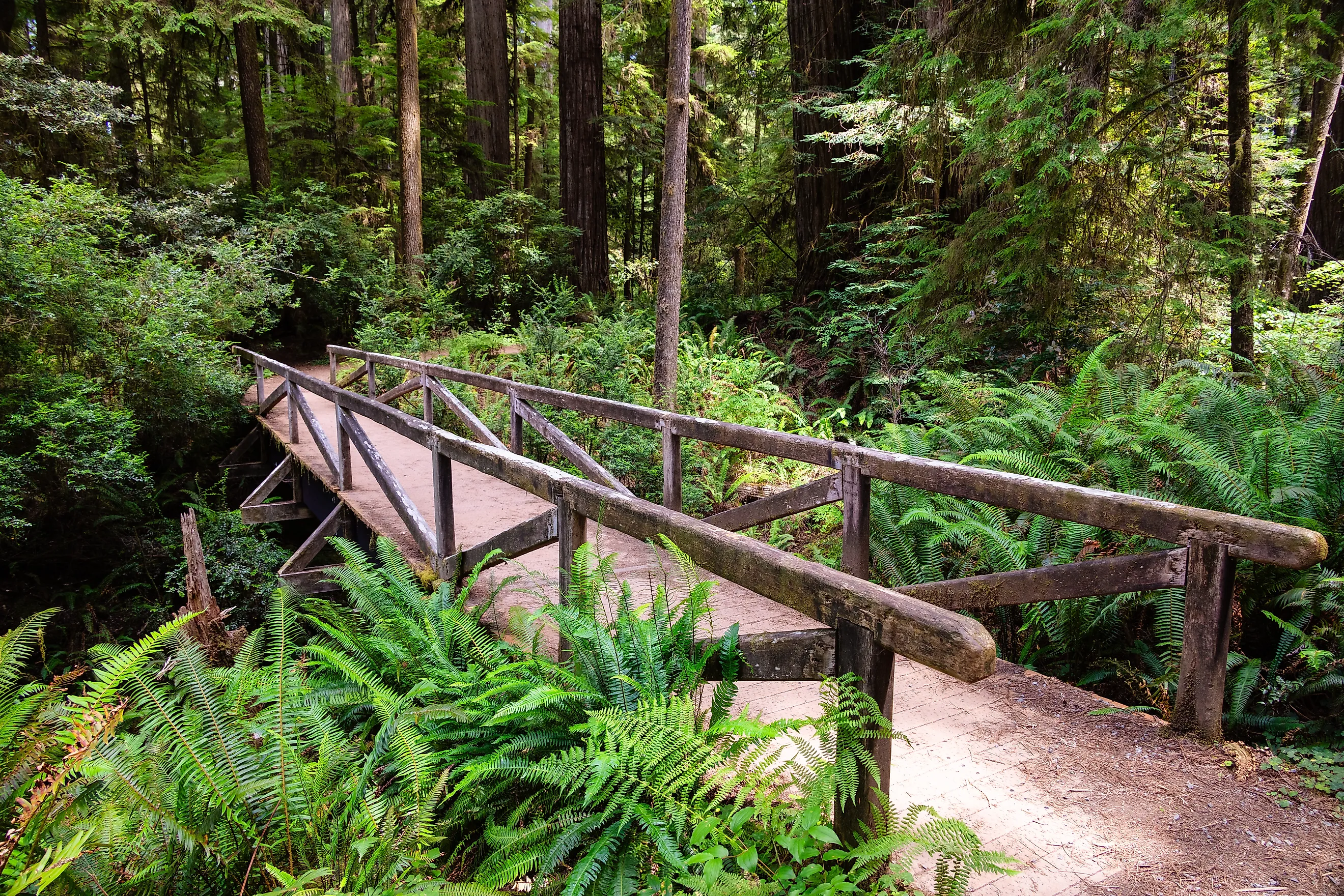Simpson Reed Grove bridge at Jedediah Smith Redwoods State Park in Crescent City, California. 