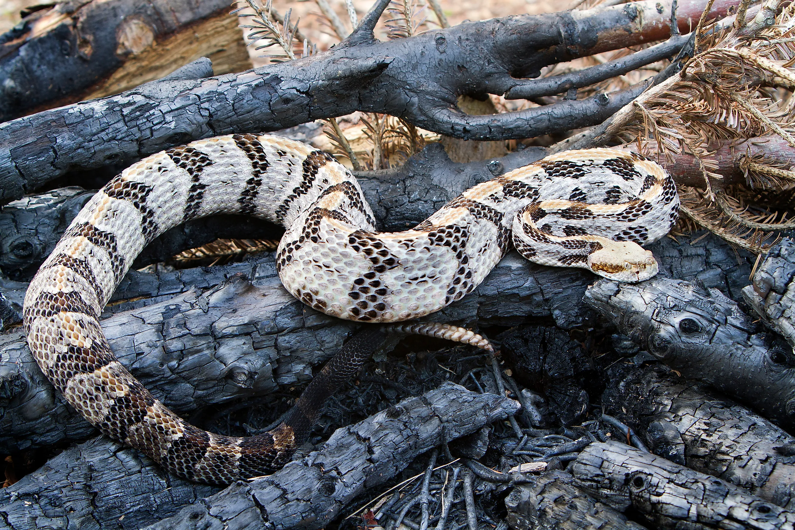 A timber rattlesnake resting on charred wood.