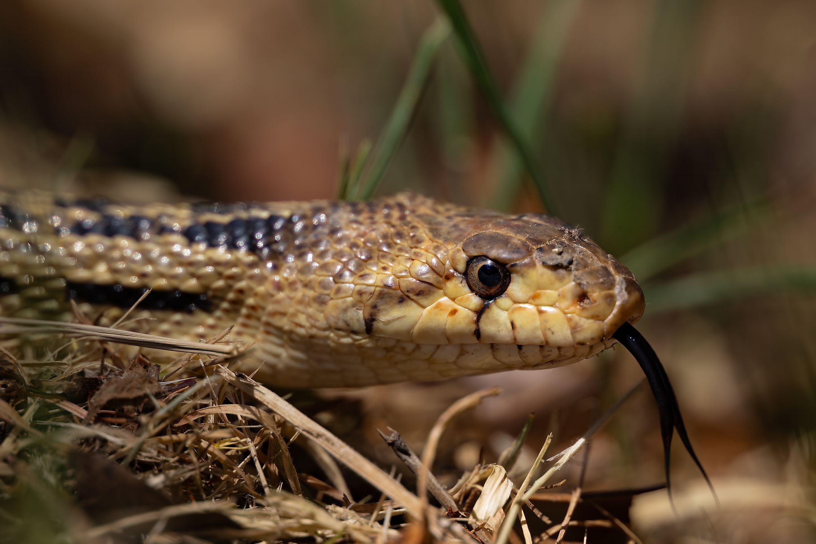 The gopher snake is a common non-venomous snake.