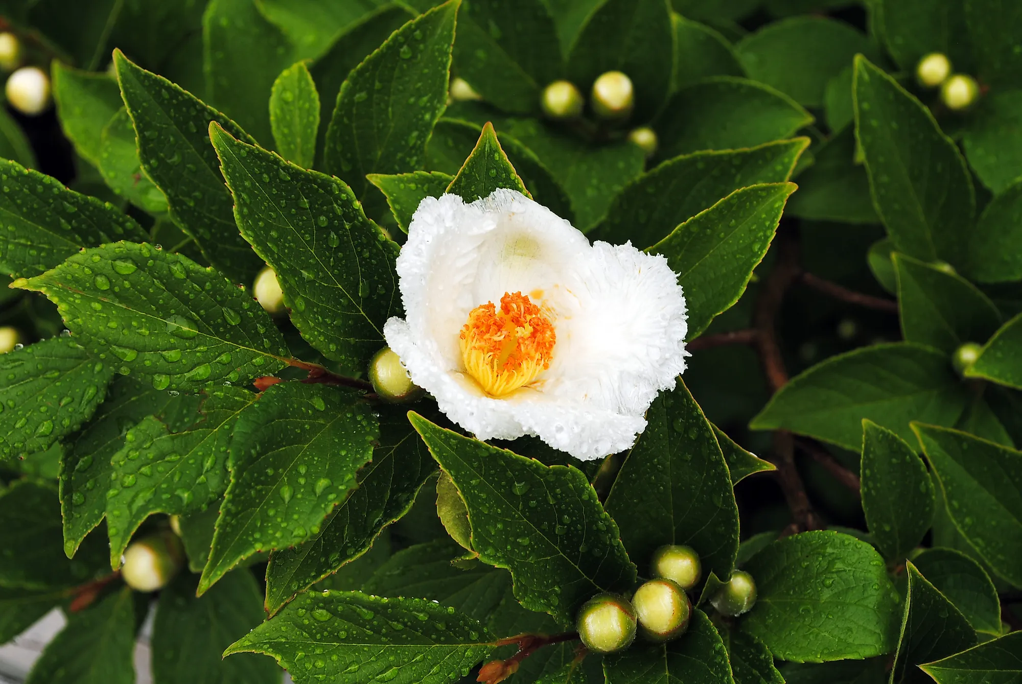 The 10 Rarest Flowers In The World WorldAtlas