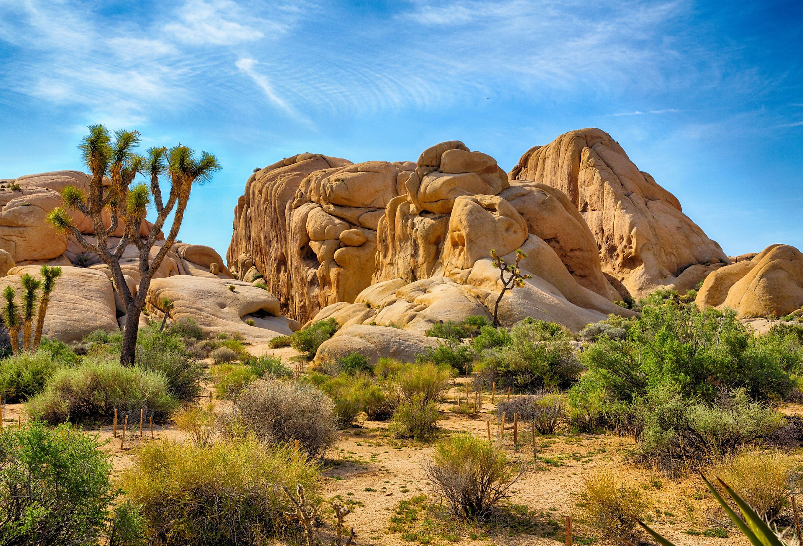 Boulders and Joshua Trees in Joshua Tree National Park, California. Image credit Gary C. Tognoni via Shutterstock