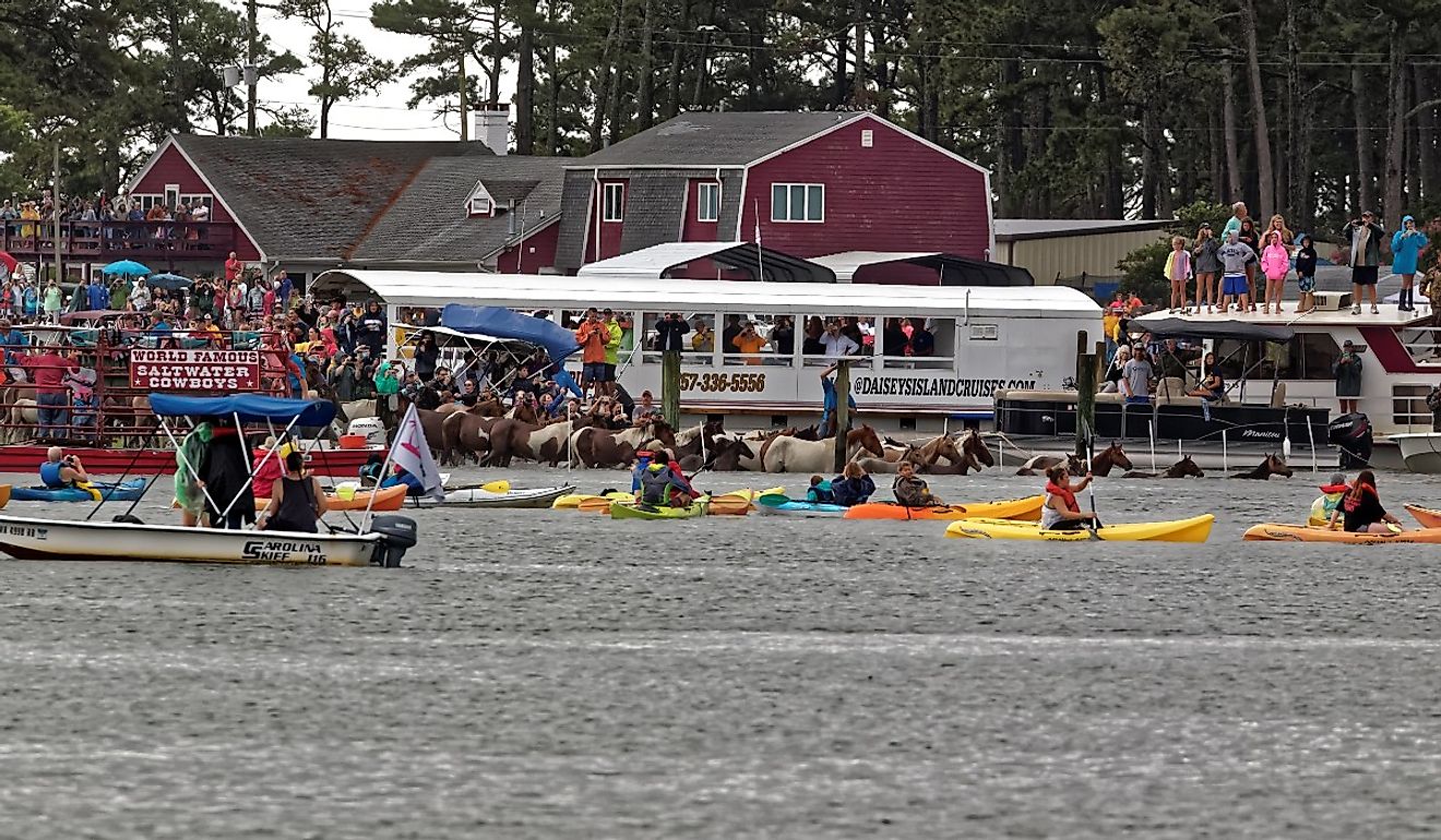 Chincoteague's annual Pony Swim, Virginia, USA