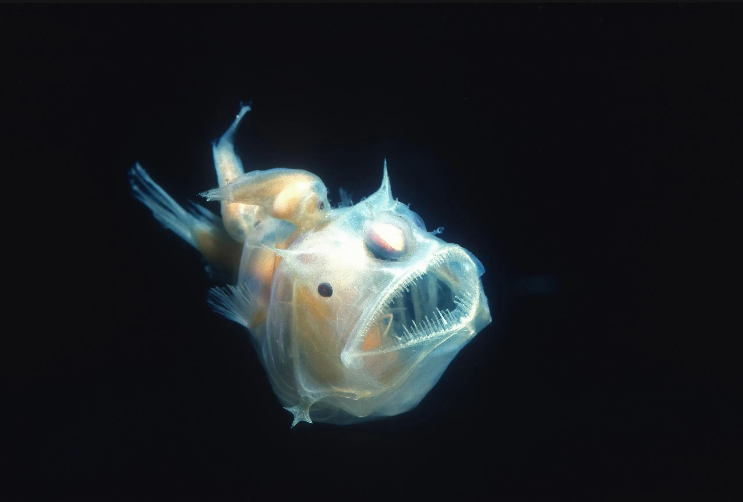 The anglerfish is a bony fish that got its name because of its specific method of predation.