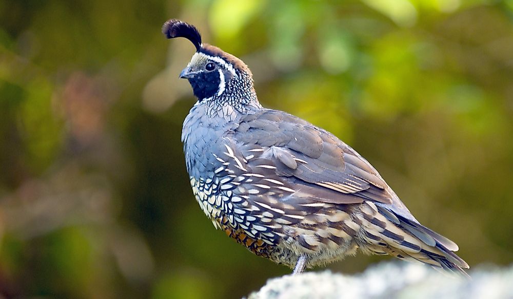The California quail is a social bird.