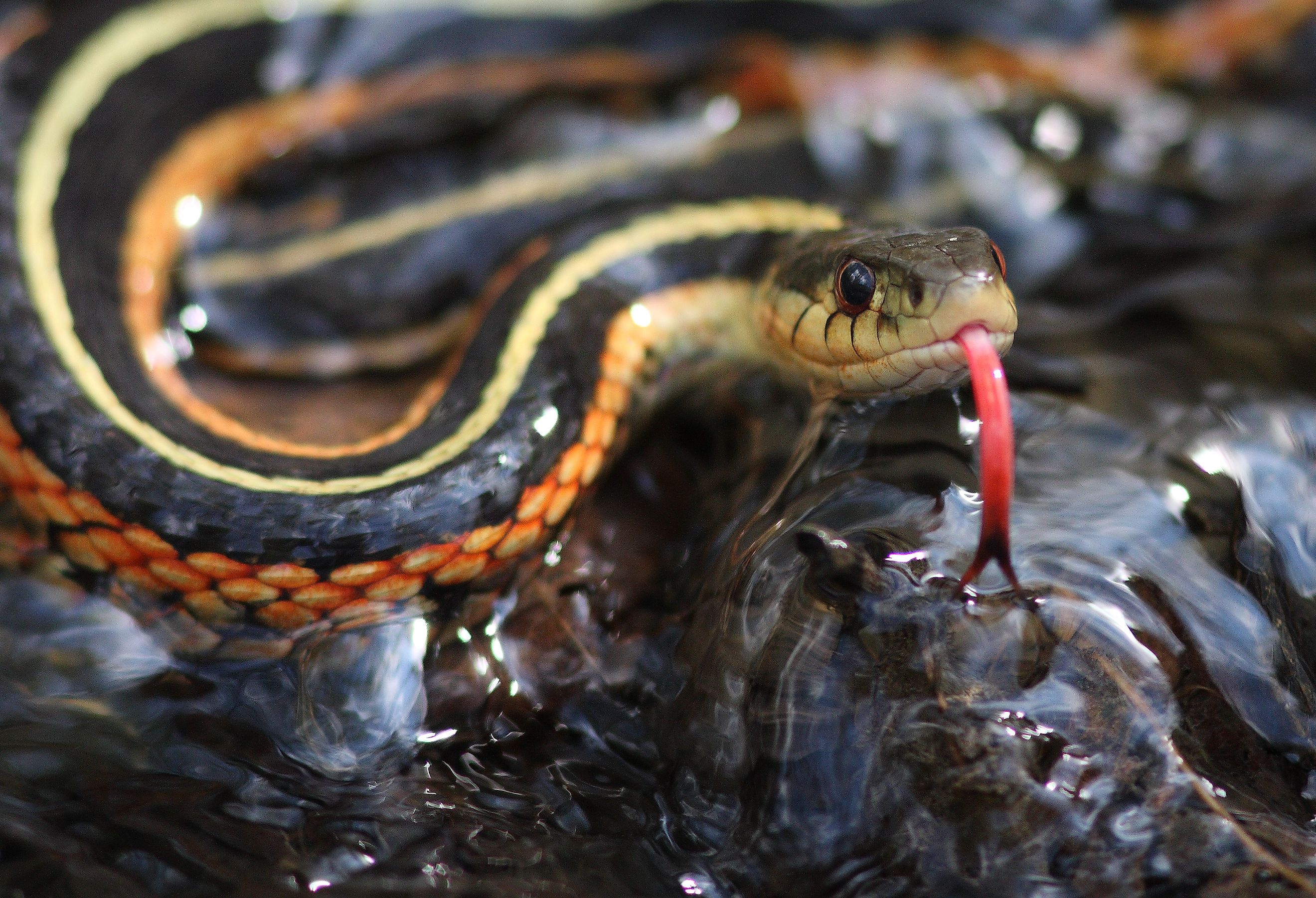Garter snake in water.