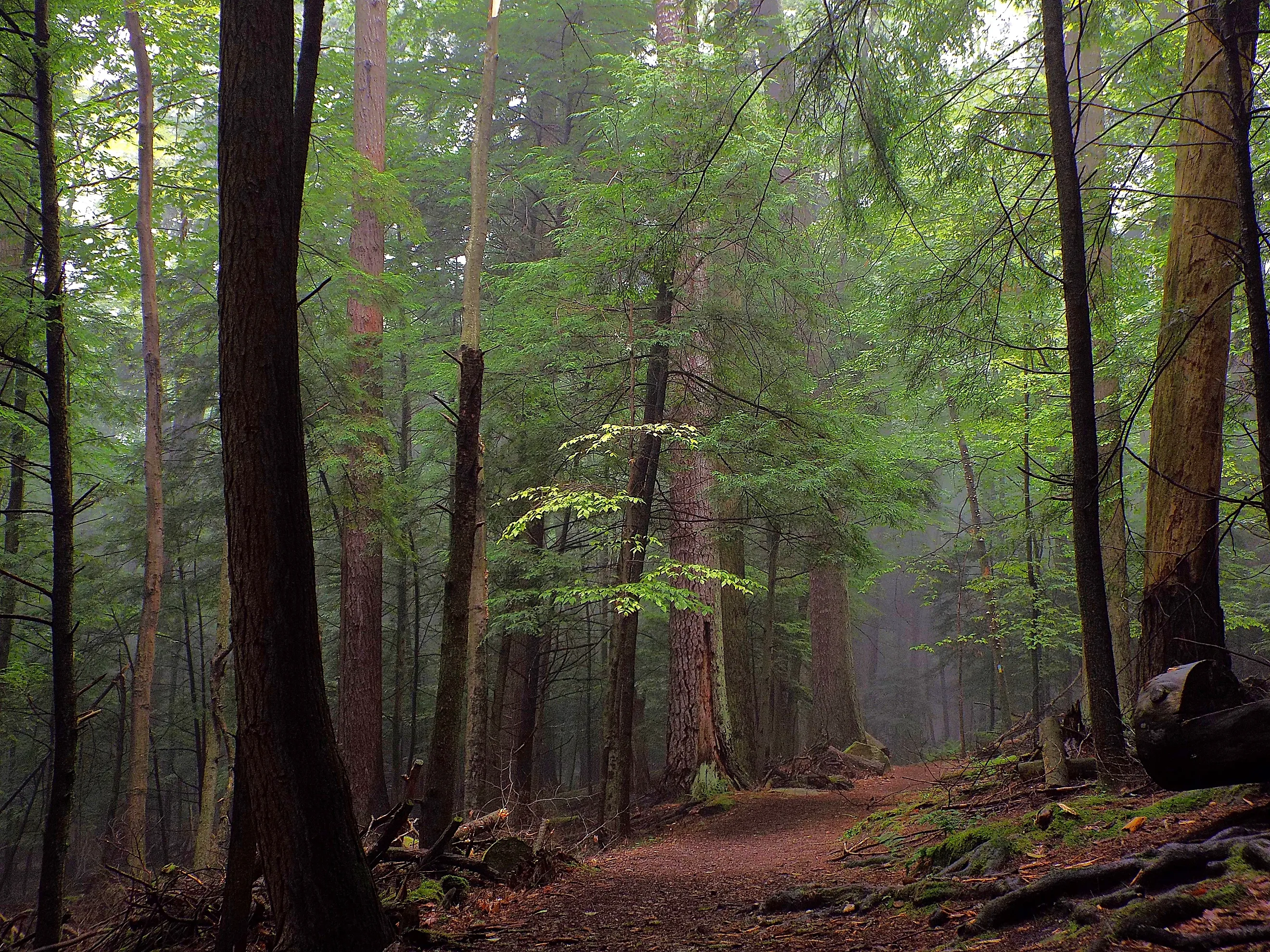 Old Growth at Cook Forest State Park, Pennsylvania.