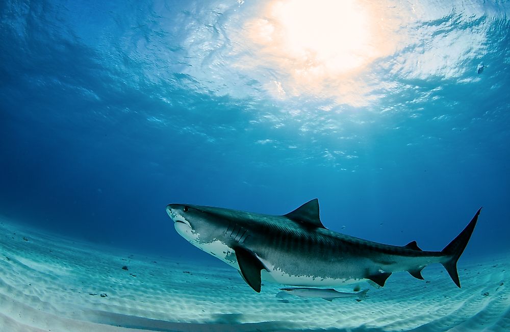 The tiger shark, one of the ocean's largest fish species.