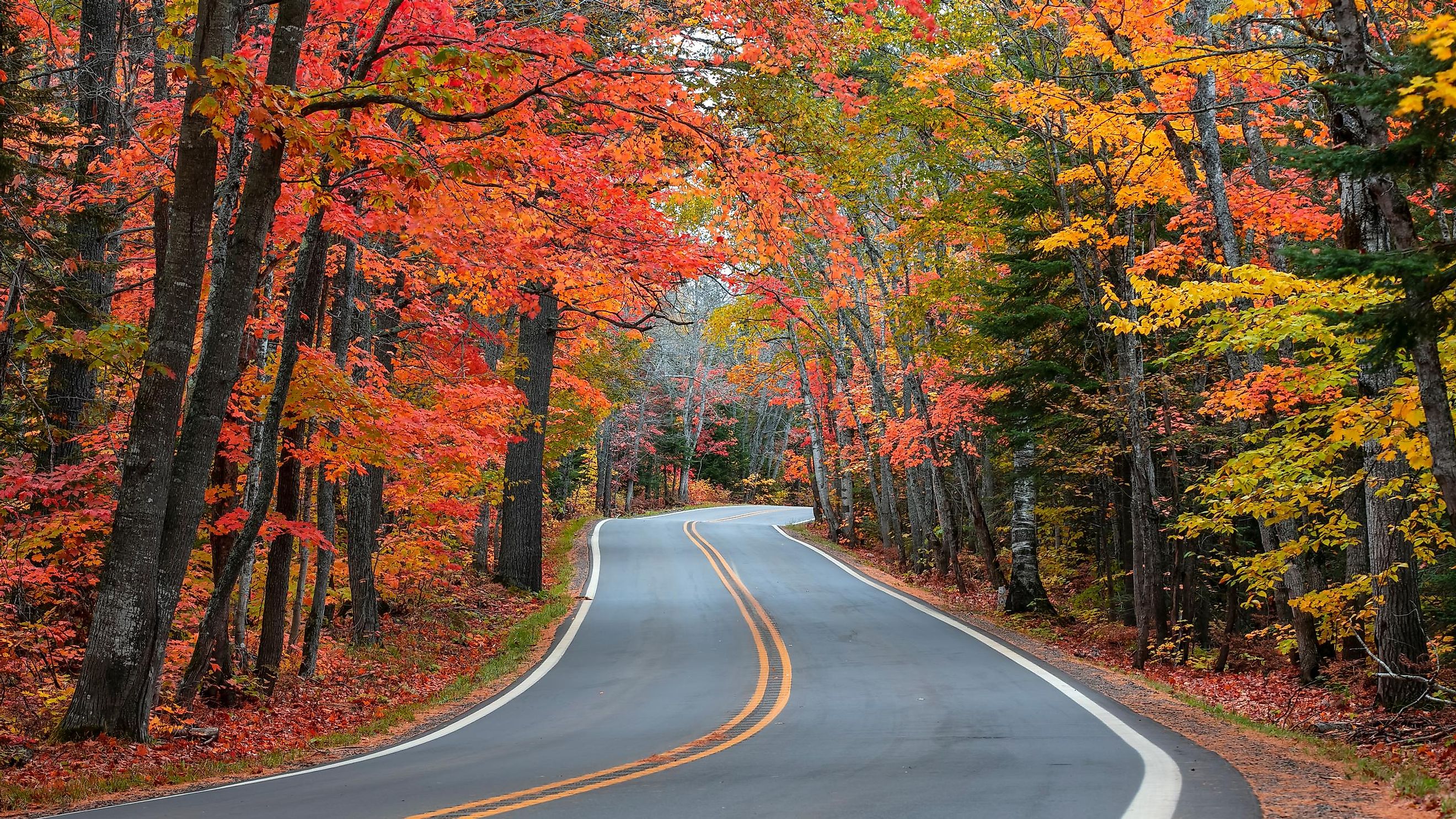 tunnel of trees road