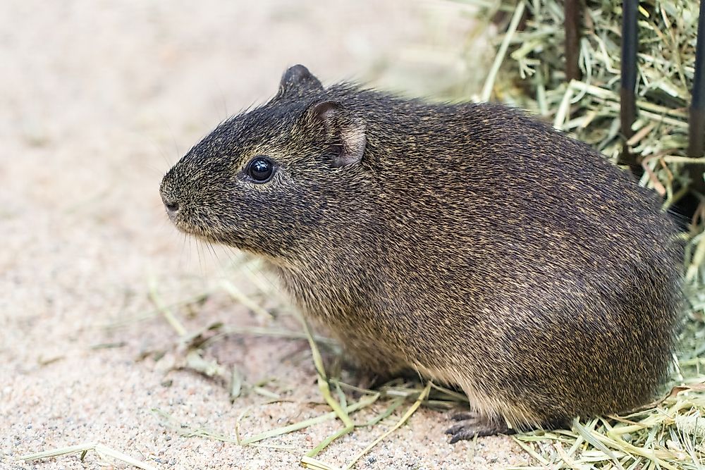 A guinea pig in Brazil.