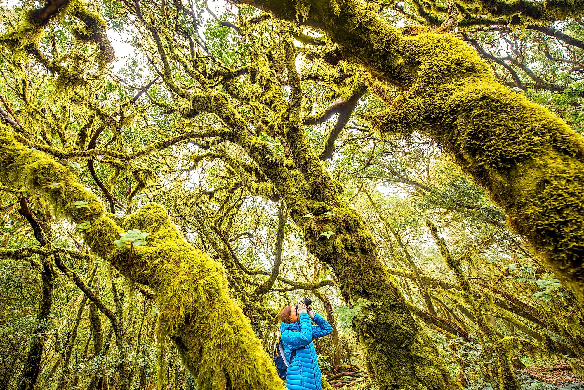 Garajonay National Park