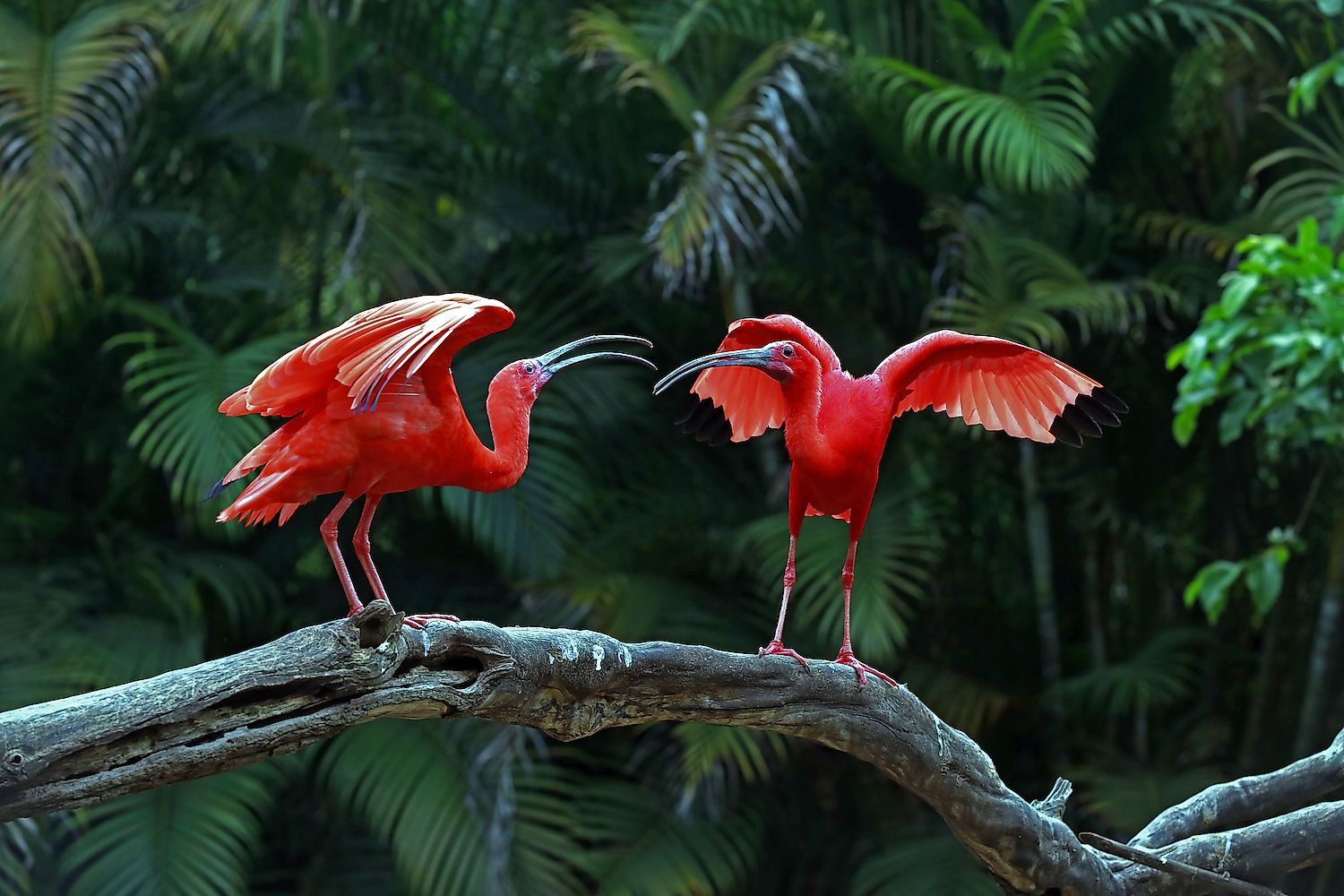Scarlet Ibis. Image credit: Jaboticaba Fotos/Shutterstock.com