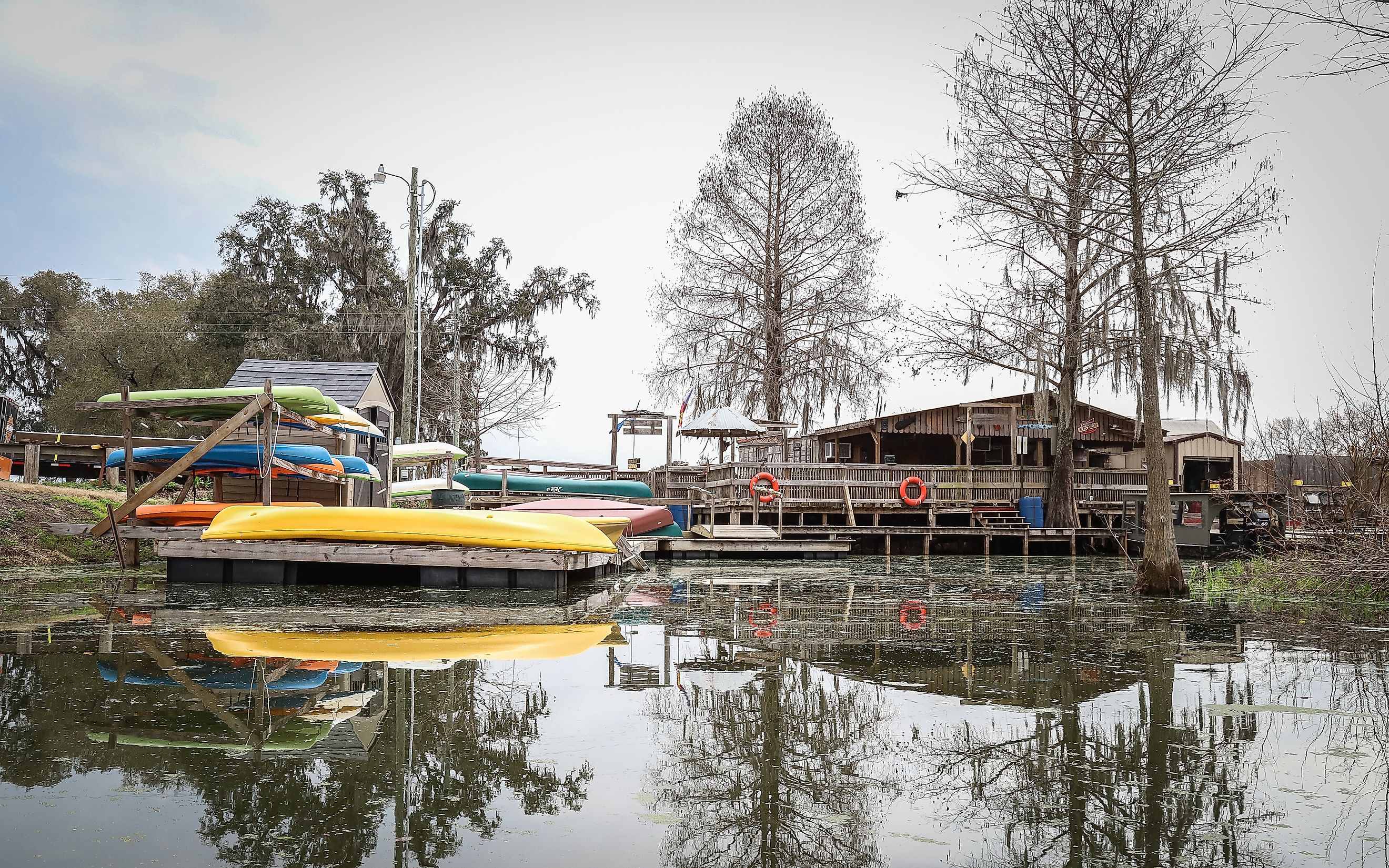 Champagne's Cajun Swamp Boat Tours offers swamp tours of Lake Martin and its wildlife in Breaux Bridge, Louisiana, USA. Editorial credit: Wirestock Creators / Shutterstock.com