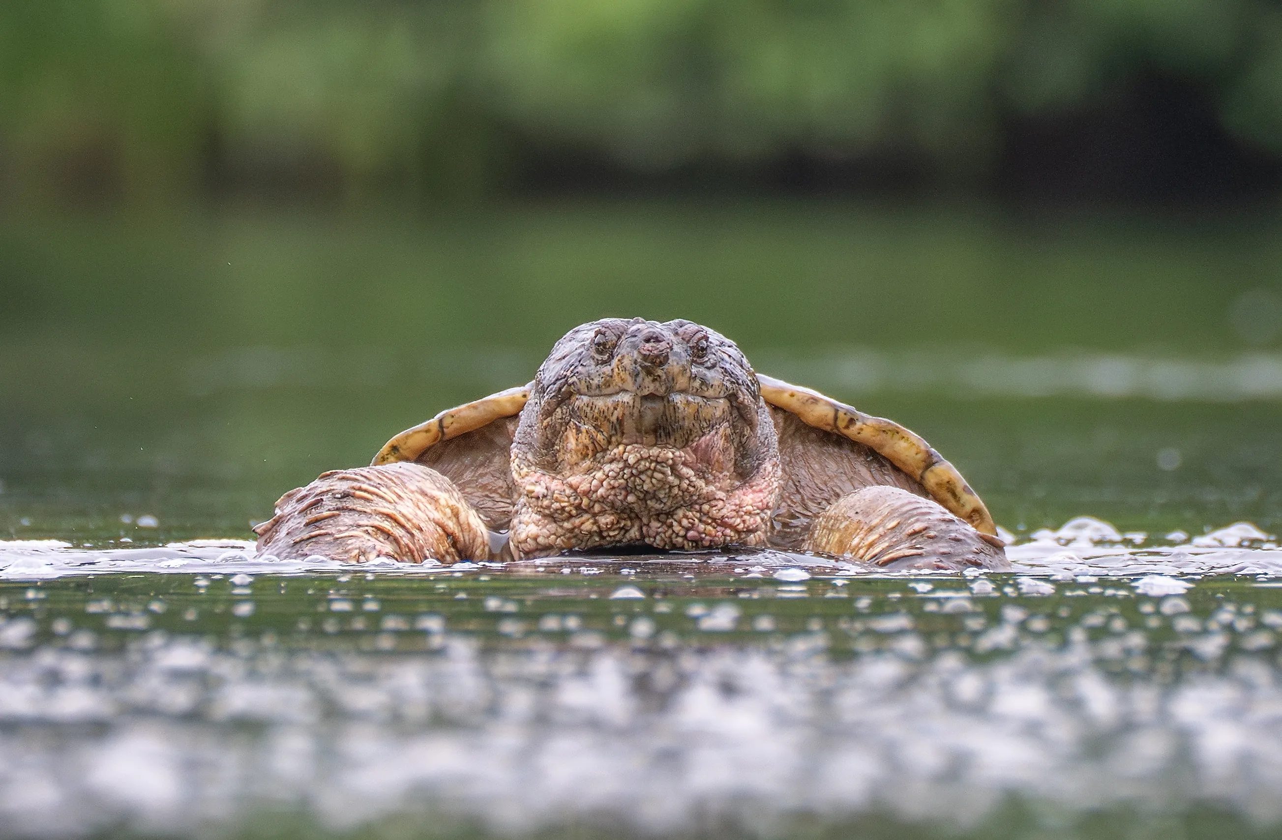 A close up of a snapping turtle emerging from river