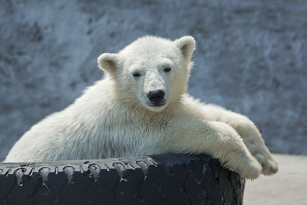 A polar bear on a tire in a zoo.