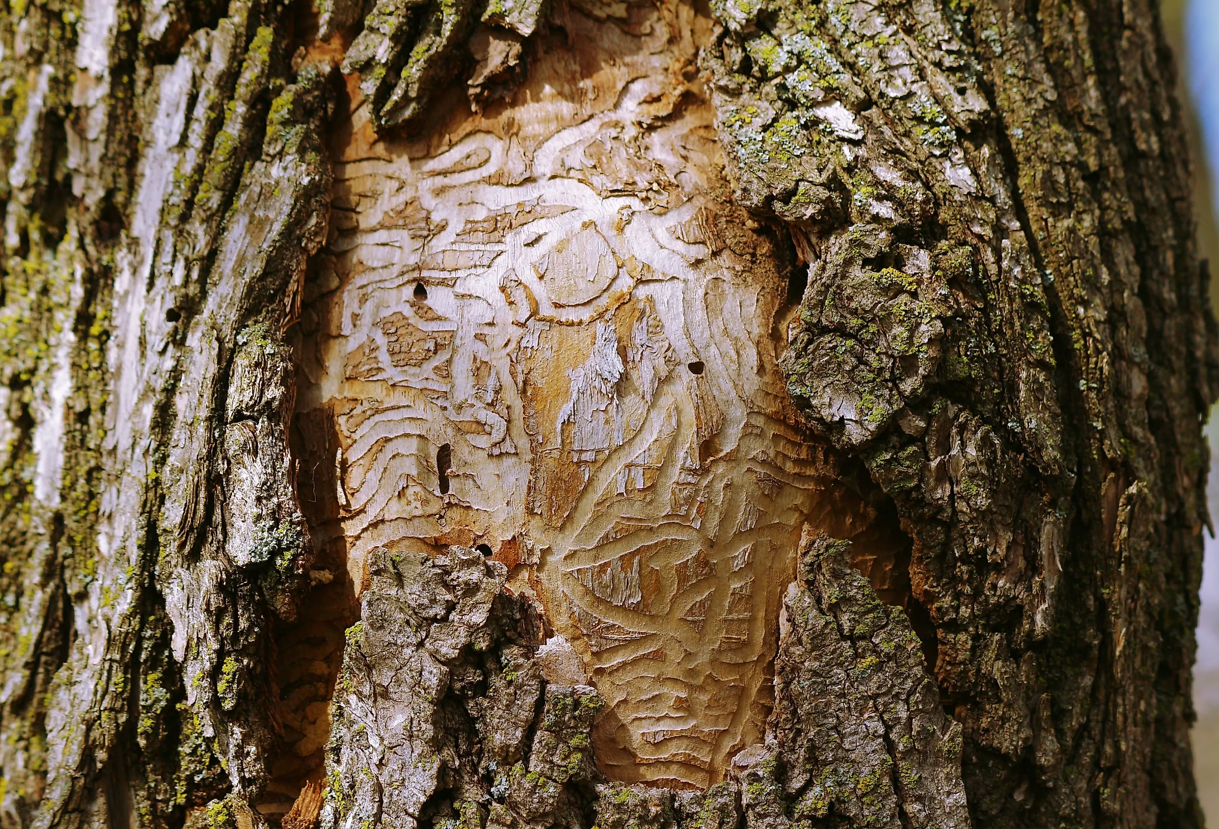Dead tree due to the ravage of the emerald ash borer.