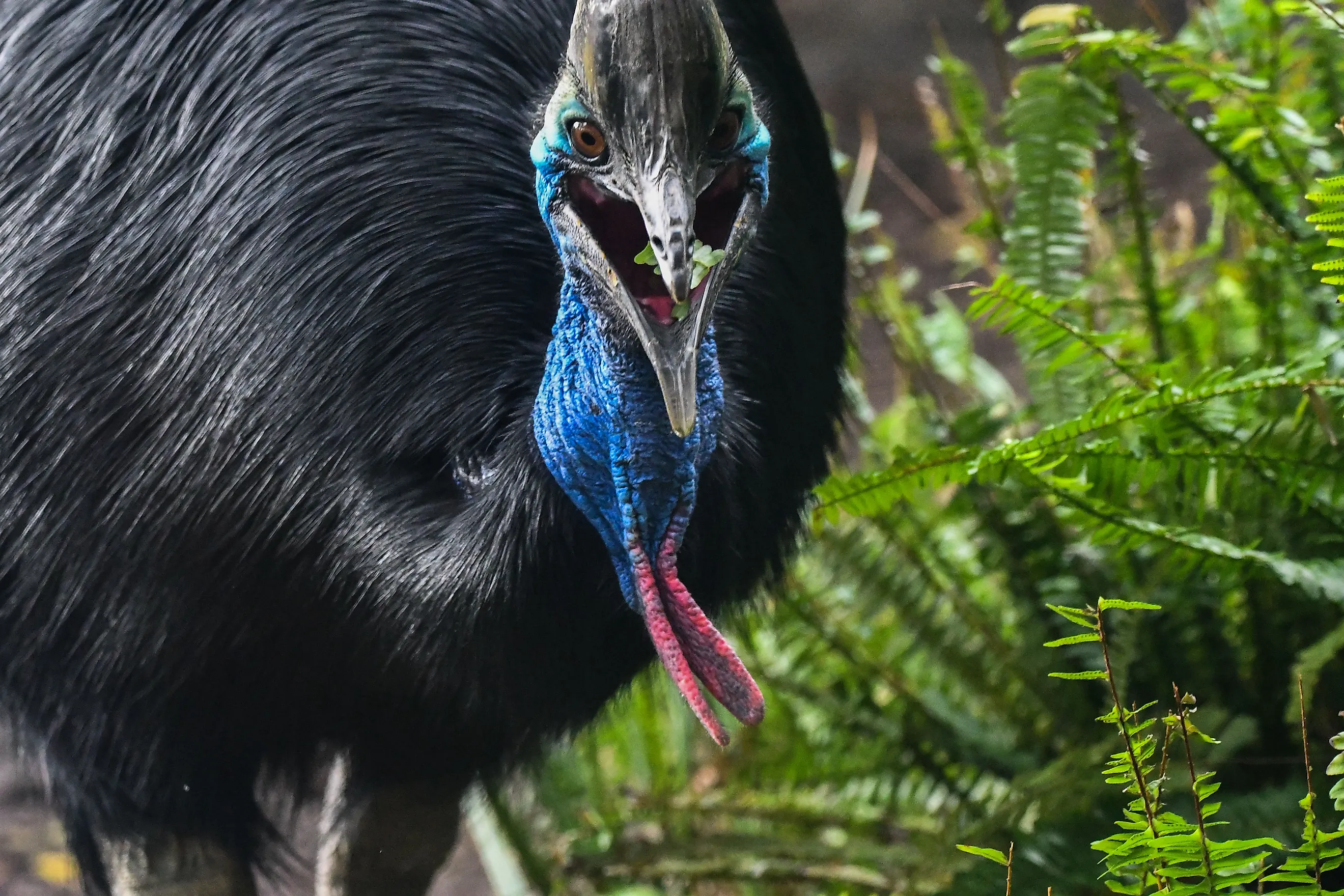 A southern cassowary (Casuarius casuarius). Via Shutterstock / Wirestock Creators.