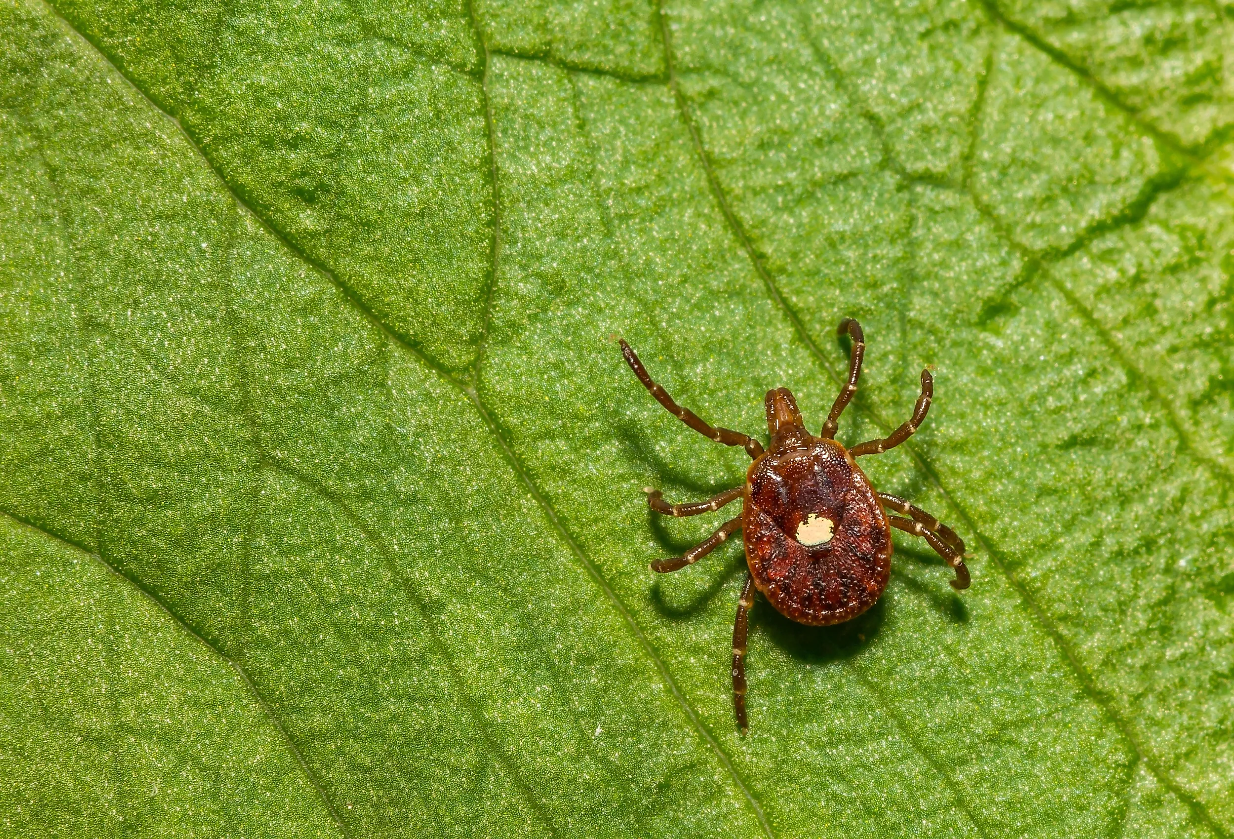 Lone Star Tick (Amblyomma americanum) on a green leaf.