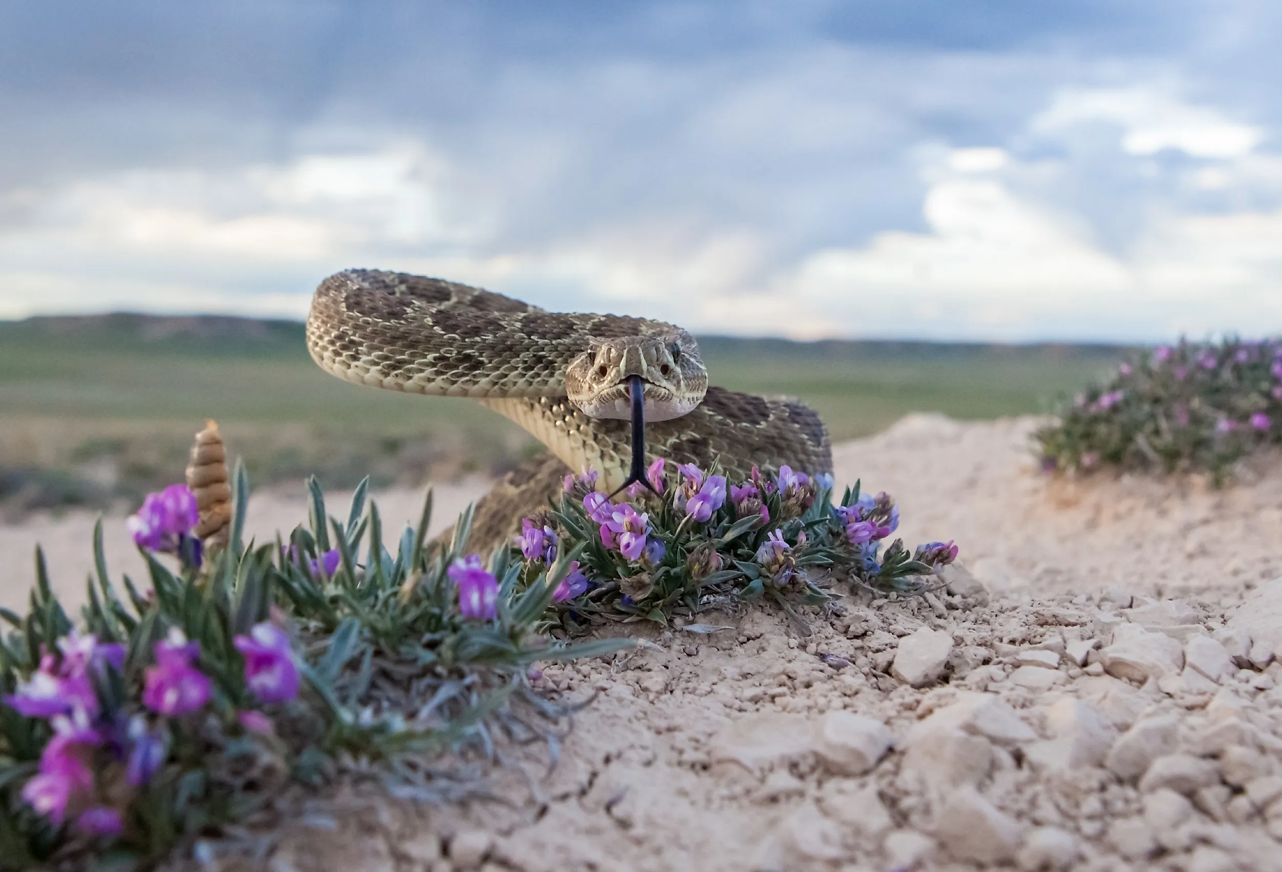 Closeup of a Prairie Rattlesnake.