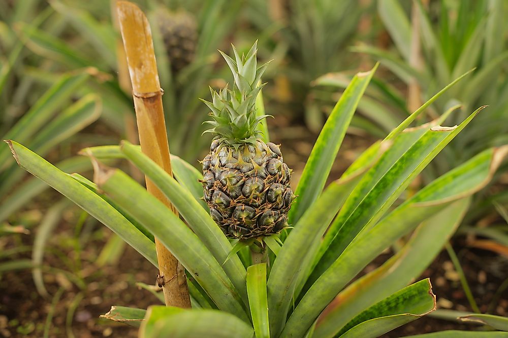 Can Pineapples Eat You Too? Facts About The Carnivorous Fruit WorldAtlas