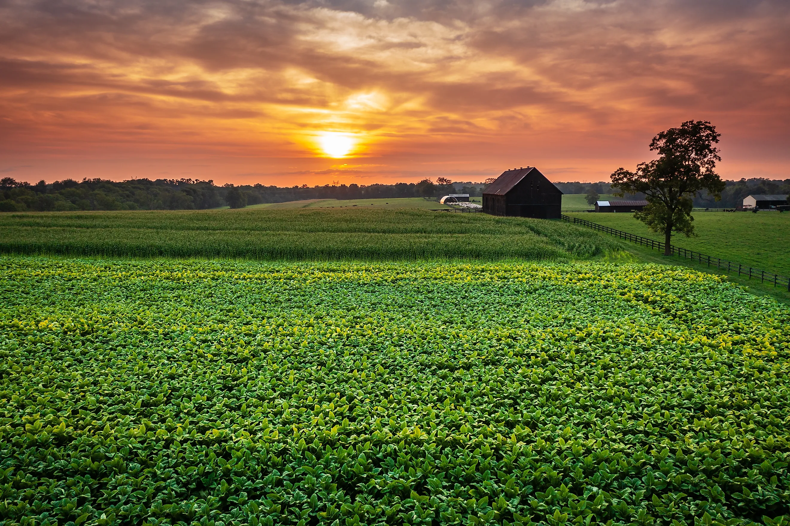Scenic aerial view of tobacco farm in Central Kentucky at sunset