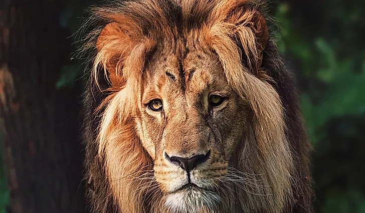 Large, adult, Southwest African Lion male with characteristic thick mane.