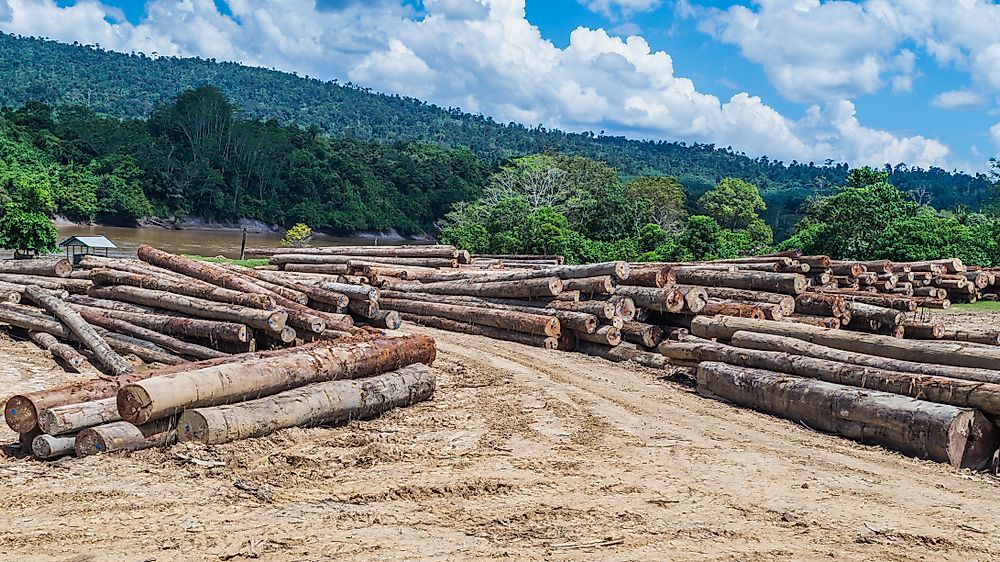 Timber cultivation in Indonesia.