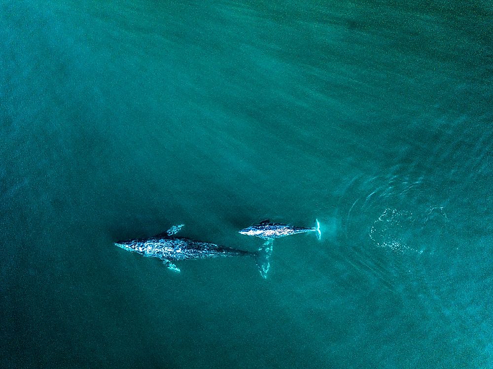 Gray whales migrating
