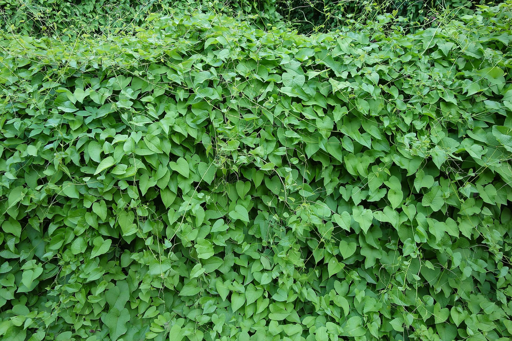A wall covered up by kudzu. Image credit: Satyajit Misra/Shutterstock.com