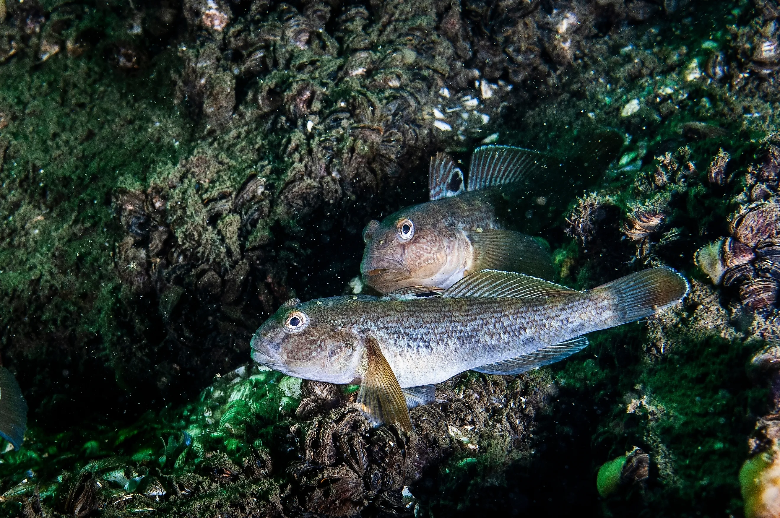 The Round Goby is an invasive species that has been accidentally introduced to numerous areas.