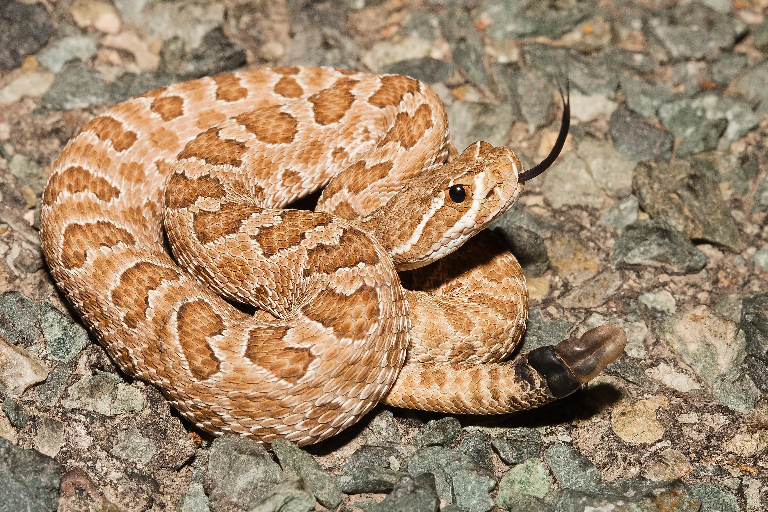 Prairie Rattlesnake (Crotalus viridis)