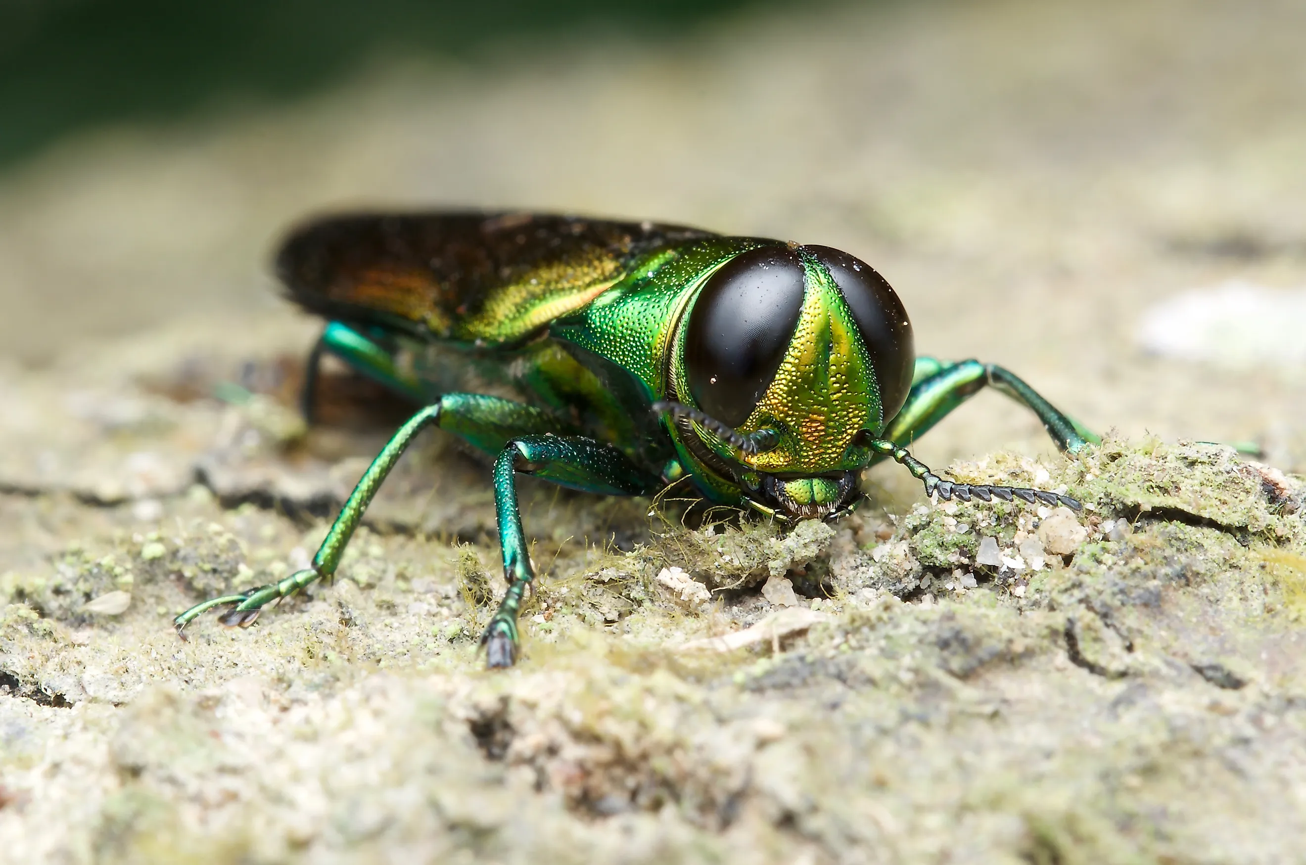 Agrilus planipennis - Emerald ash borer