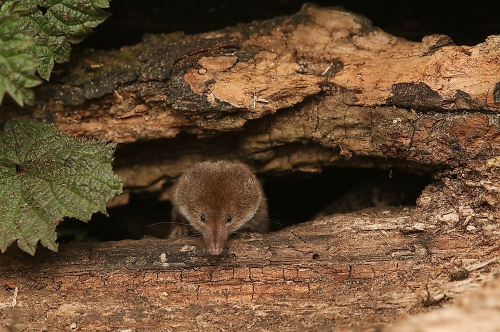 A shrew.