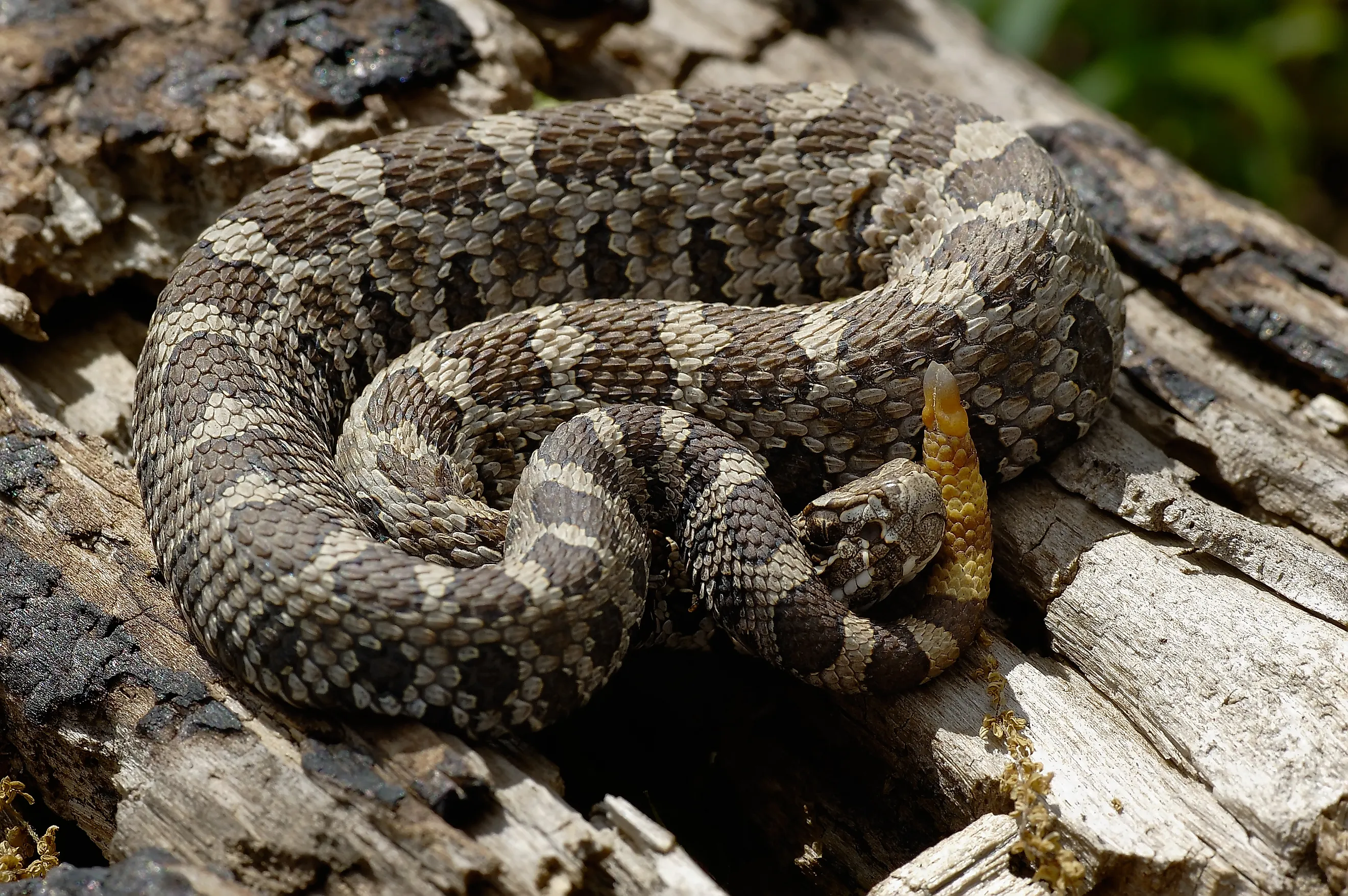 Juvenile Eastern Massasauga Rattlesnake coiled on a log.
