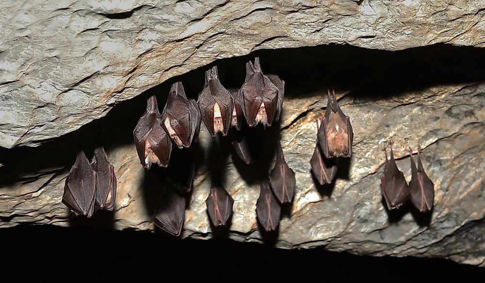 A group of lesser horseshoe bats hibernating in a cave.