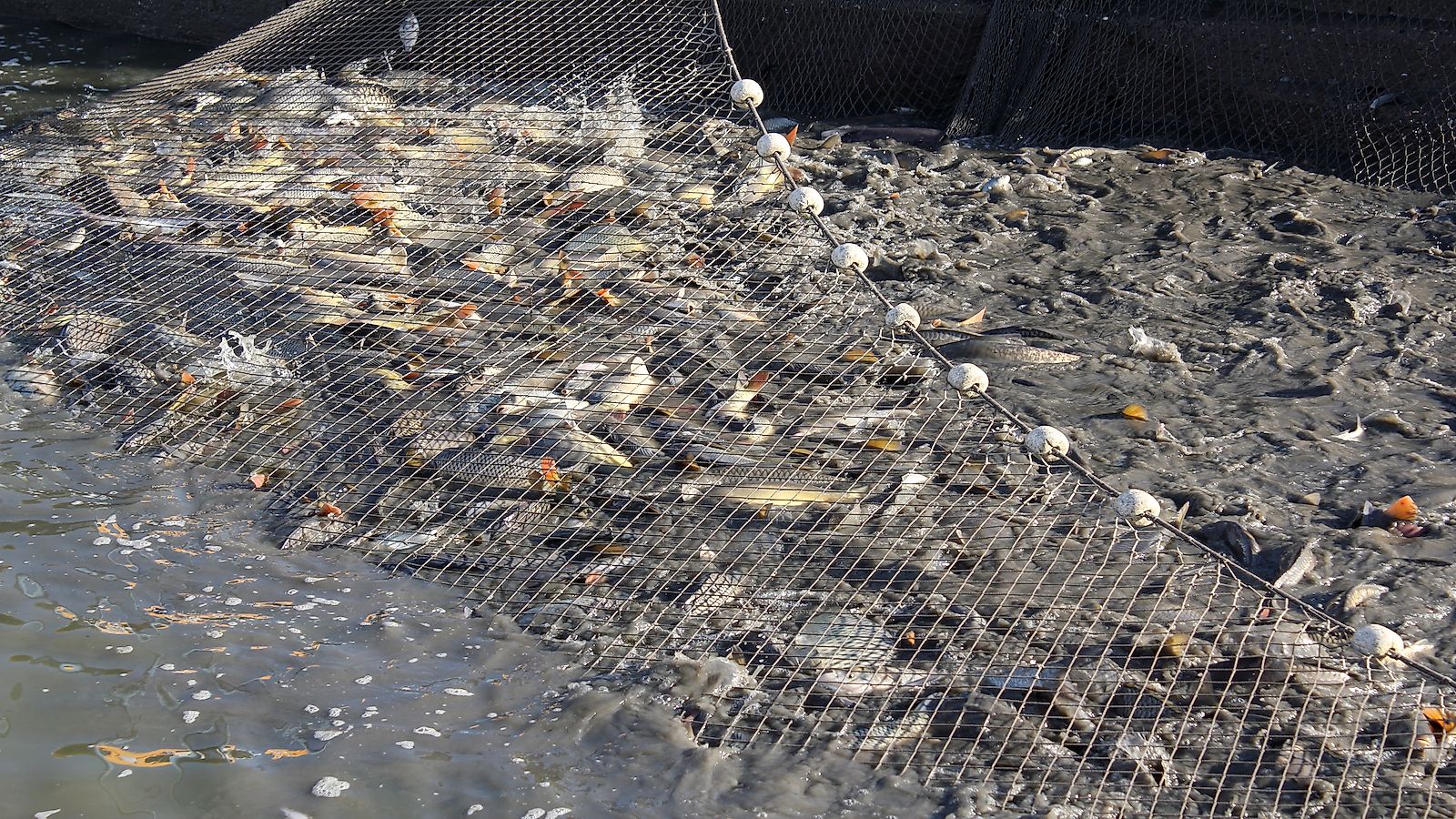 Driftnets are responsible for the death of many non-target fish species that is harmful for the marine ecosystem.