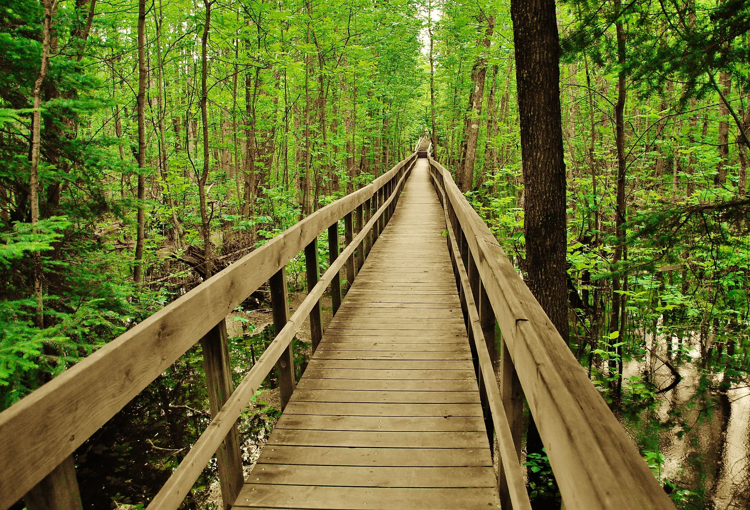 Bridge walkway in Voyageurs National Park