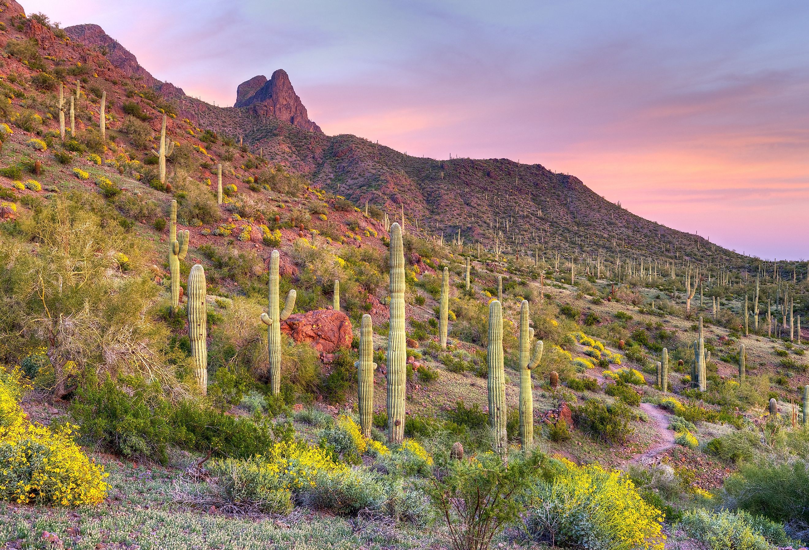 Picacho Peak at sunset, surrounded by a blooming desert.