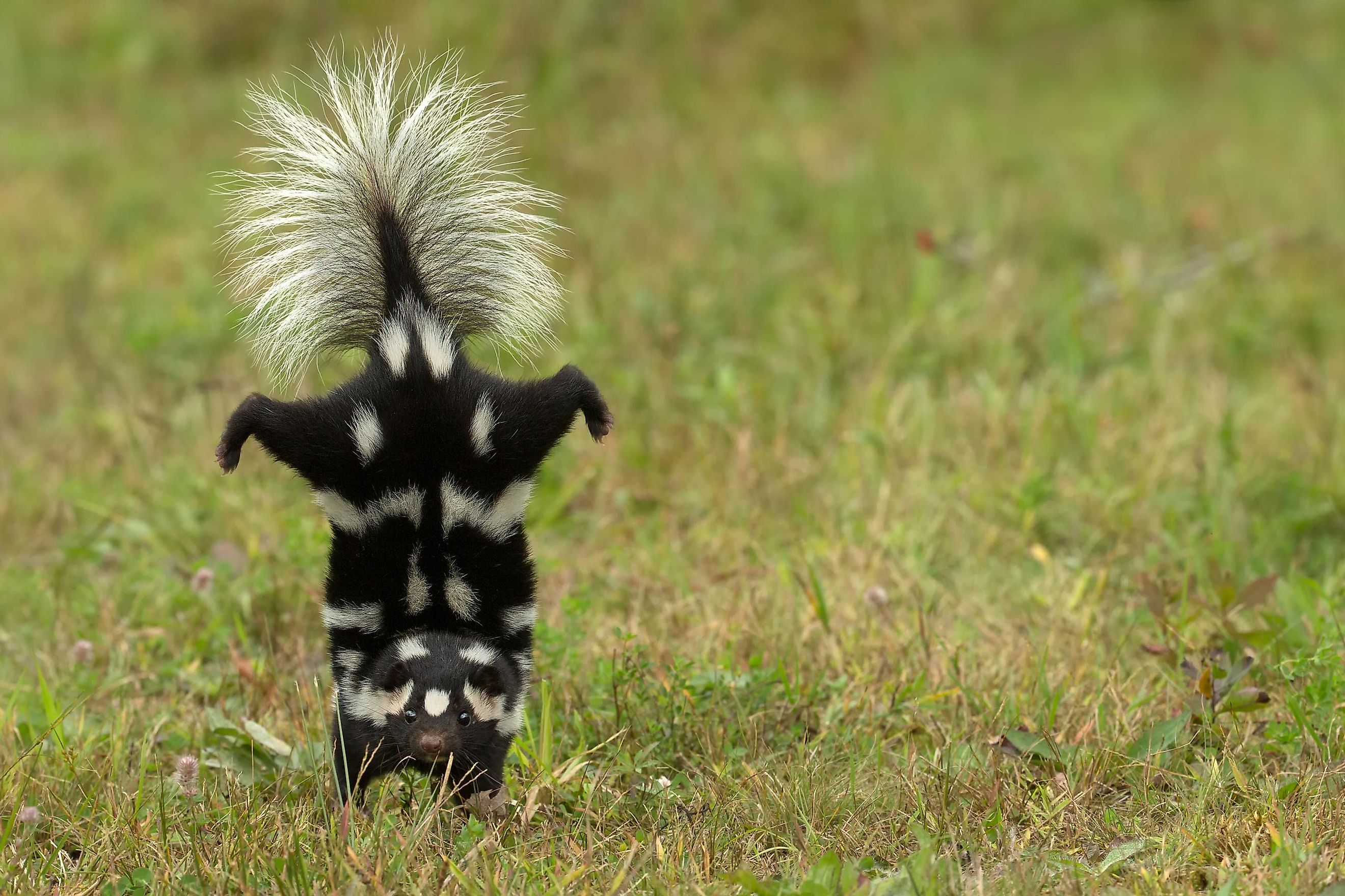 An adorable Eastern Spotted Skunk in an upside down position.