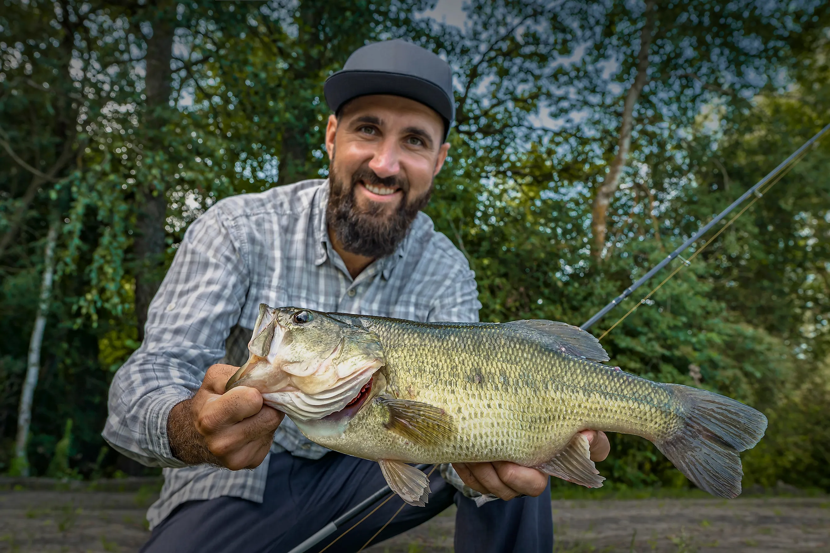 Largemouth bass