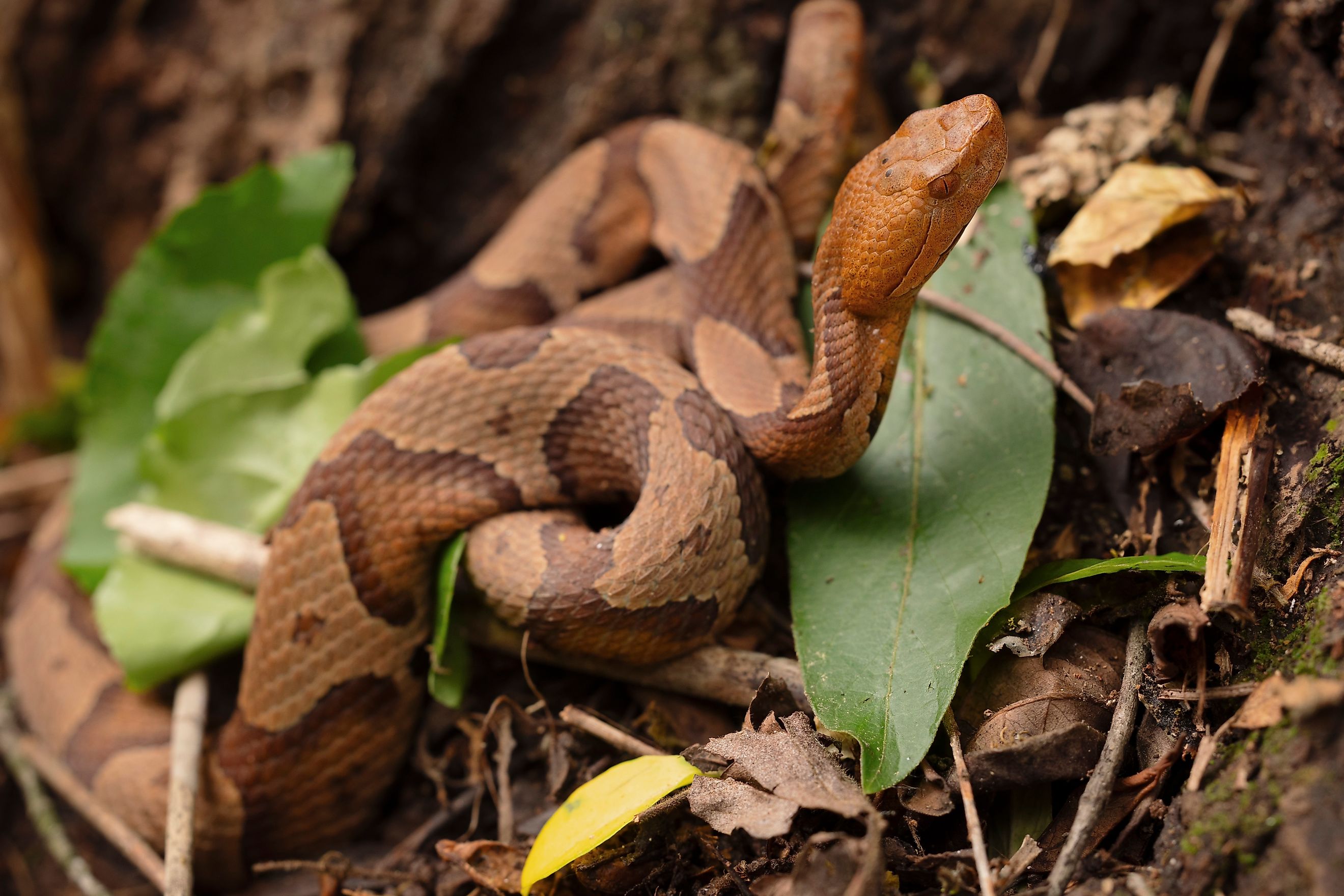 Juvenile copperhead snake