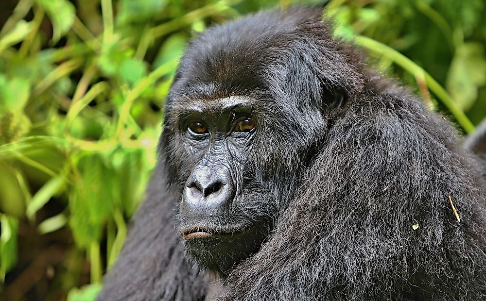 Animals Of The Congo Basin In Africa WorldAtlas