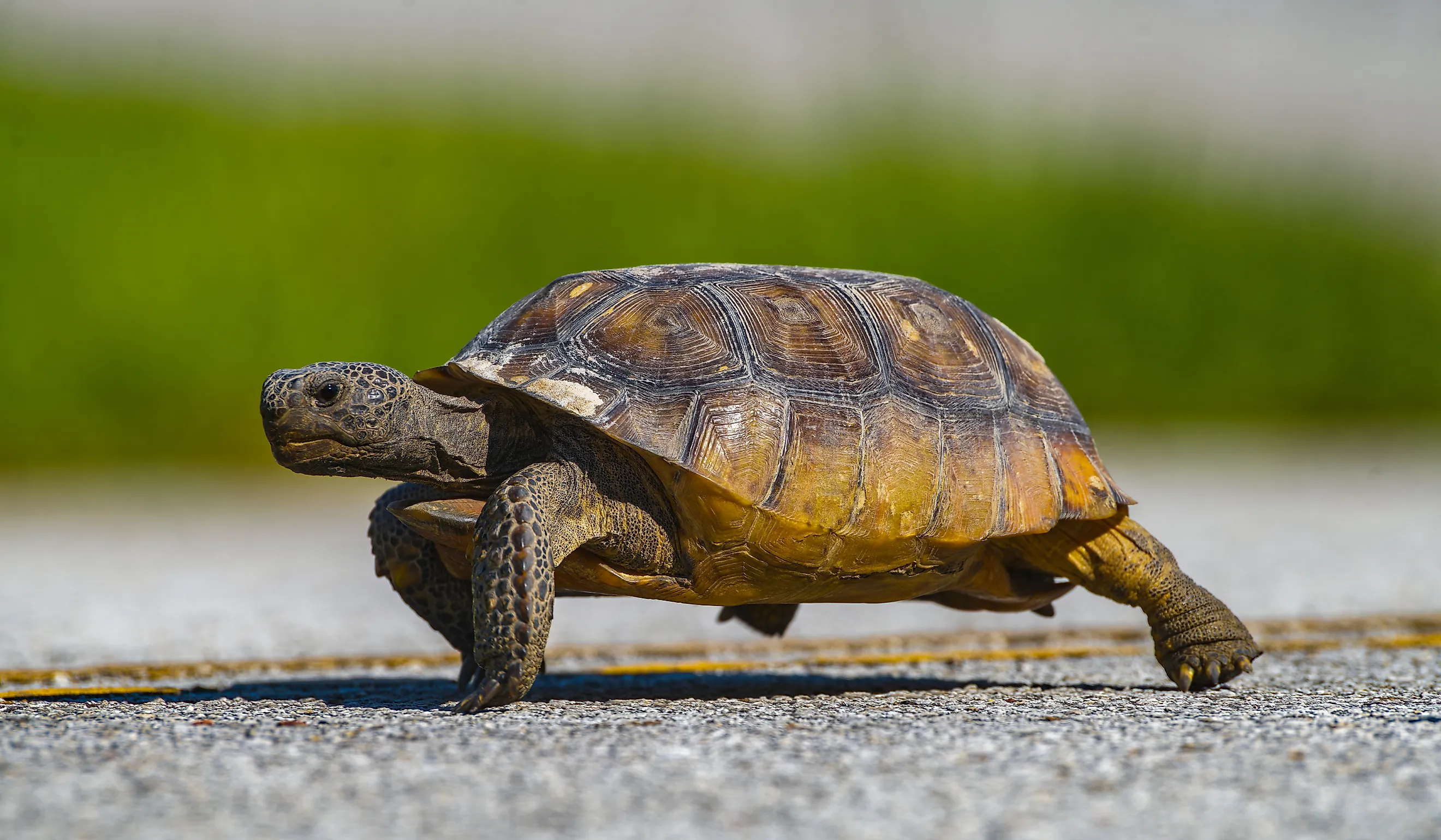 Wild adult gopher tortoise.