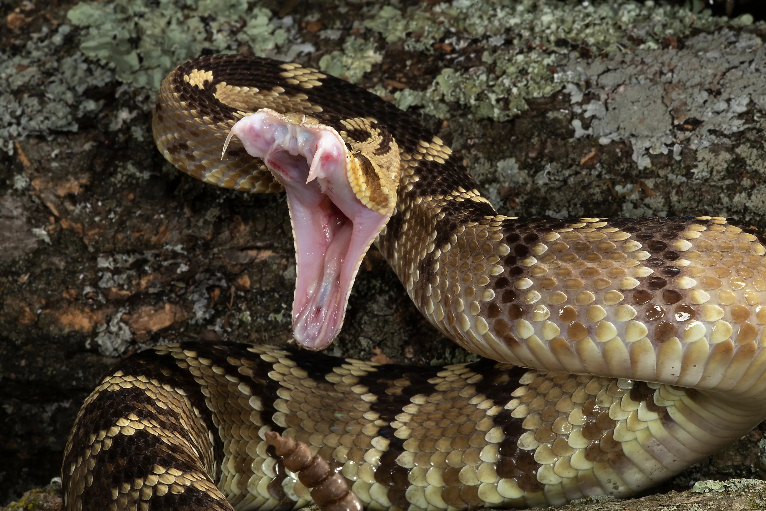 Black-tailed Rattlesnake, Crotalus molossus, striking at prey or threat, rocky habitat, Native to Southwest Arizona, United States.