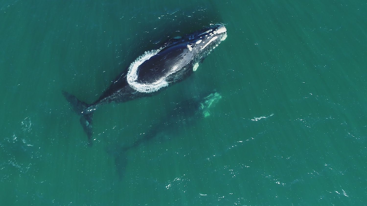 Southern right whales, mother and calf, drone view, Cape Town, South Africa. Image credit: Exclusive Aerials/Shutterstock.com