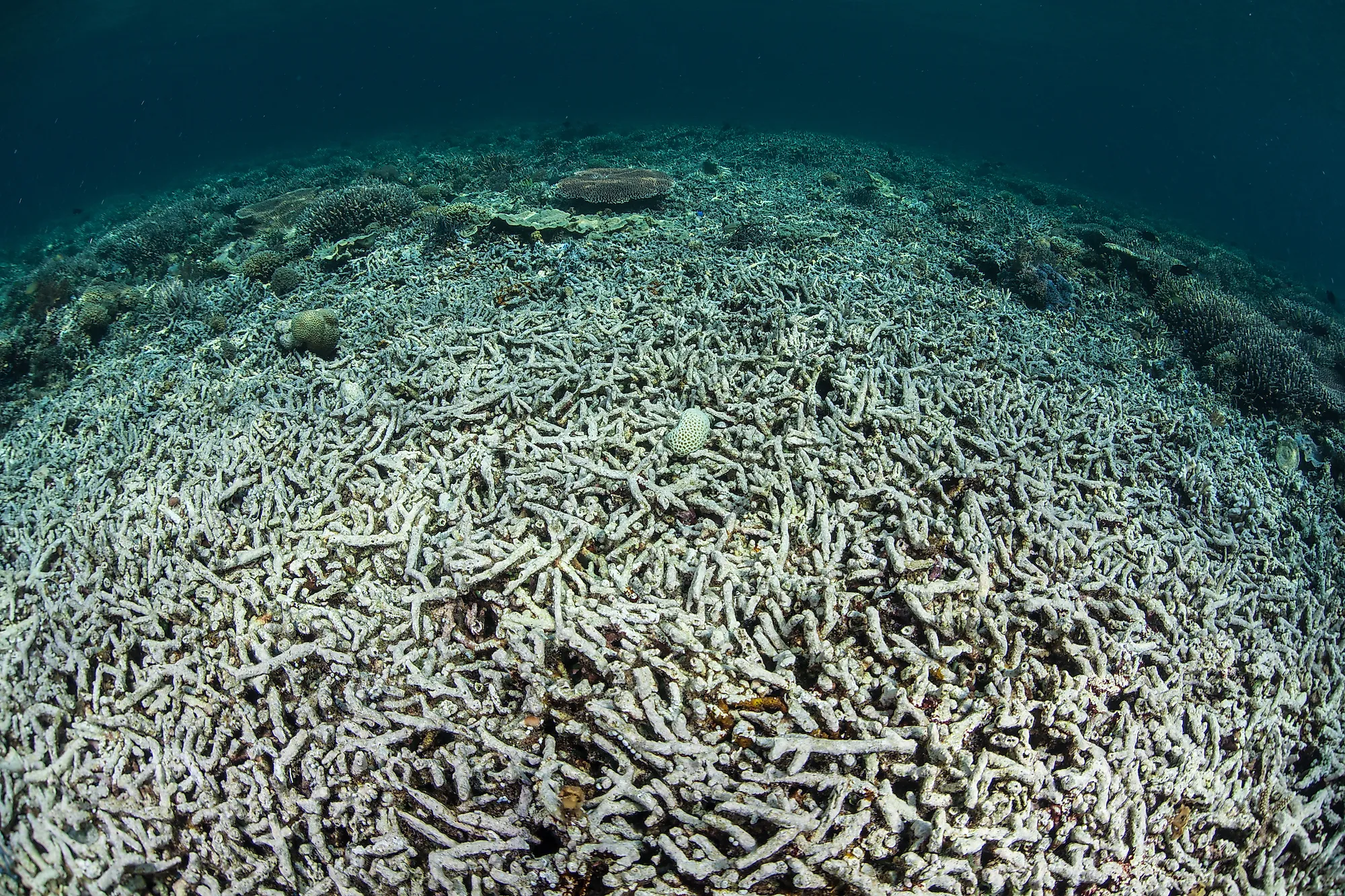 A coral reef in Indonesia has been turned from a diverse, healthy community to a desert of dead rubble. Ocean acidification is one of the major causes of coral reef destruction.