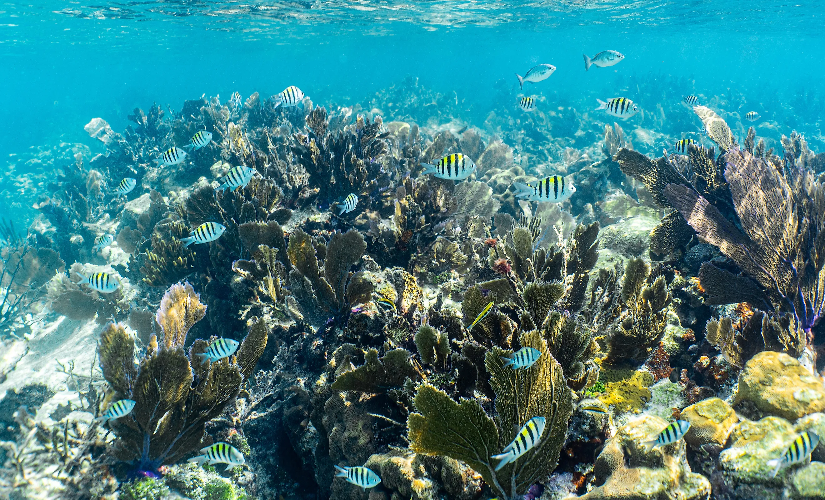 Schools of fish in the pristine water of John Pennekamp Coral Reef State Park off of Key Largo in the Florida Keys, USA