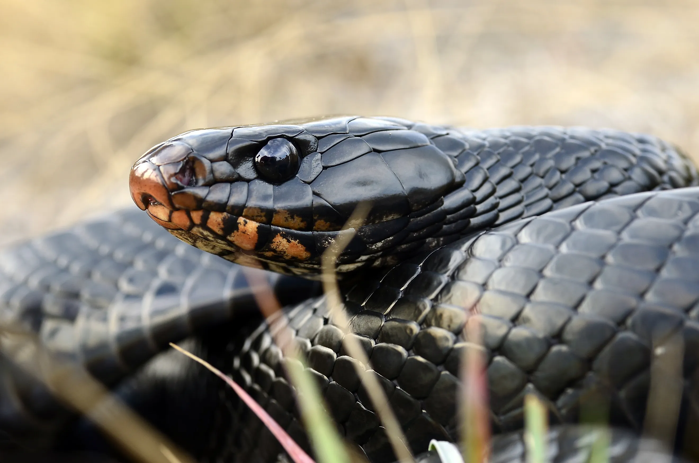 Eastern indigo snake