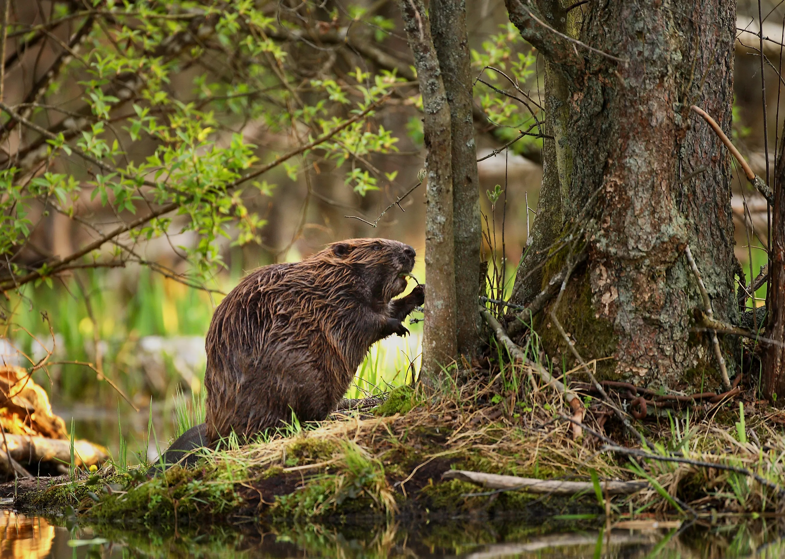 A beaver in the forest eating. 