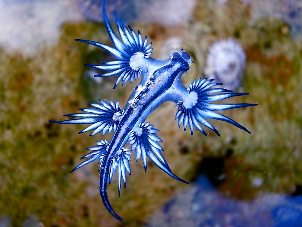 An up-close view of a blue glaucus.