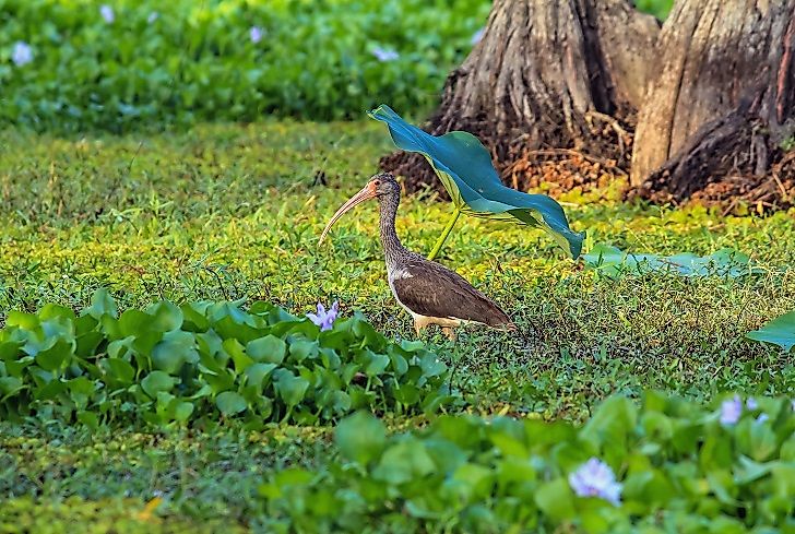 A young White Ibis in the Lake Caddo wetlands in Texas.